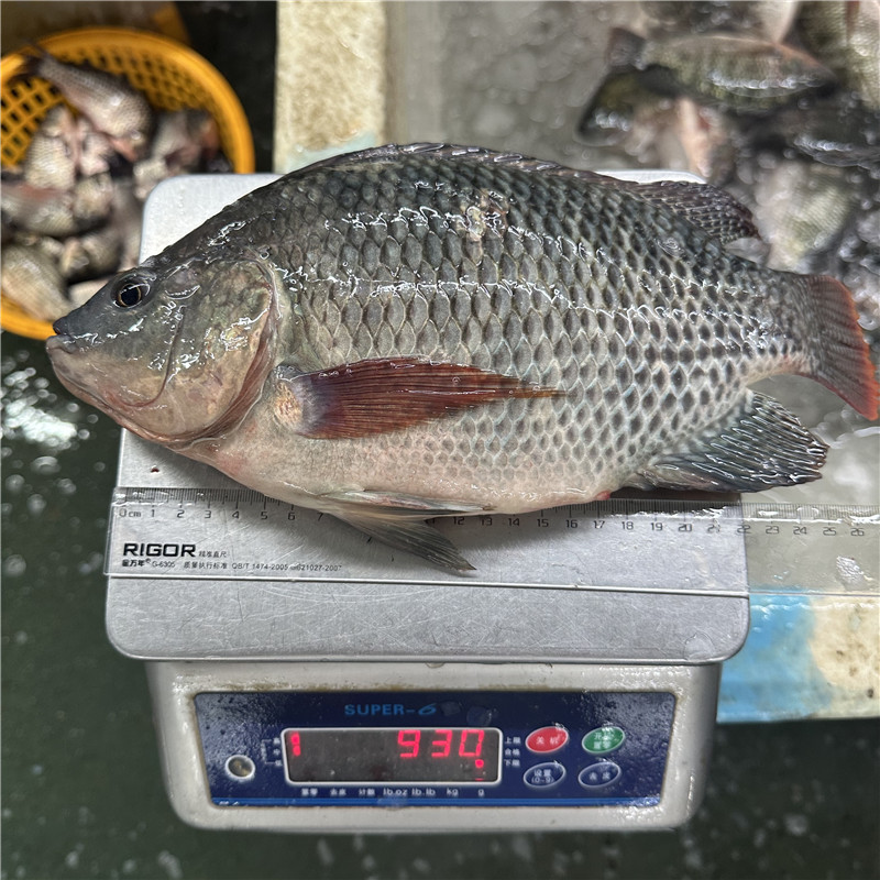 High Quality Frozen Tilapia