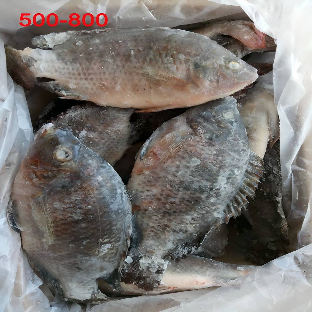IQF Frozen Tilapia