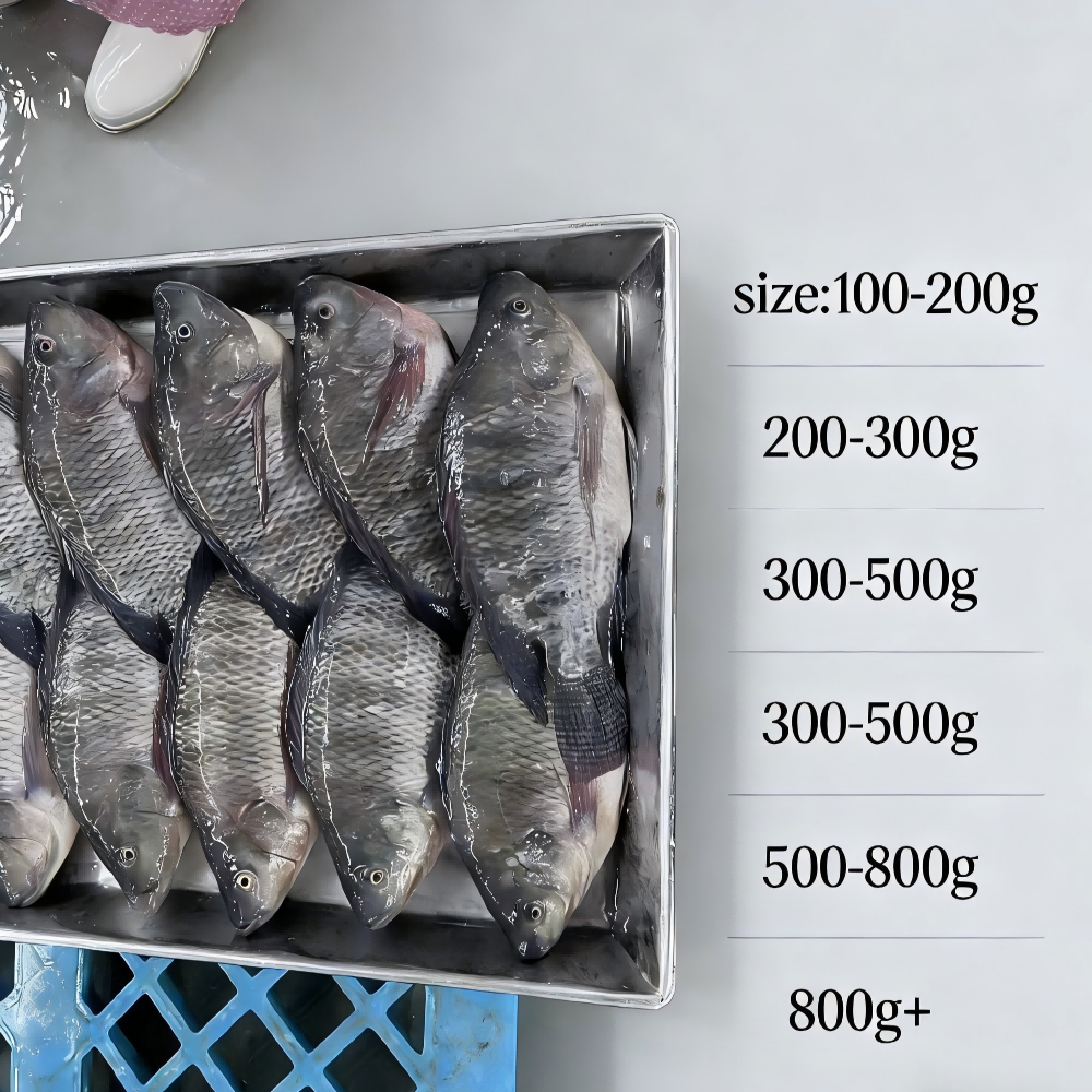 BQF Frozen Tilapia