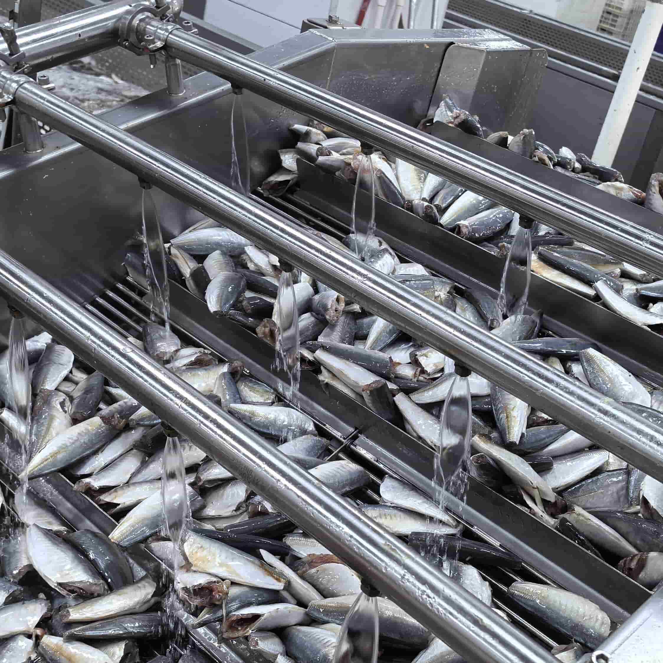 OEM brand canned sardine production line 1 OEM brand canned sardine production line 1
