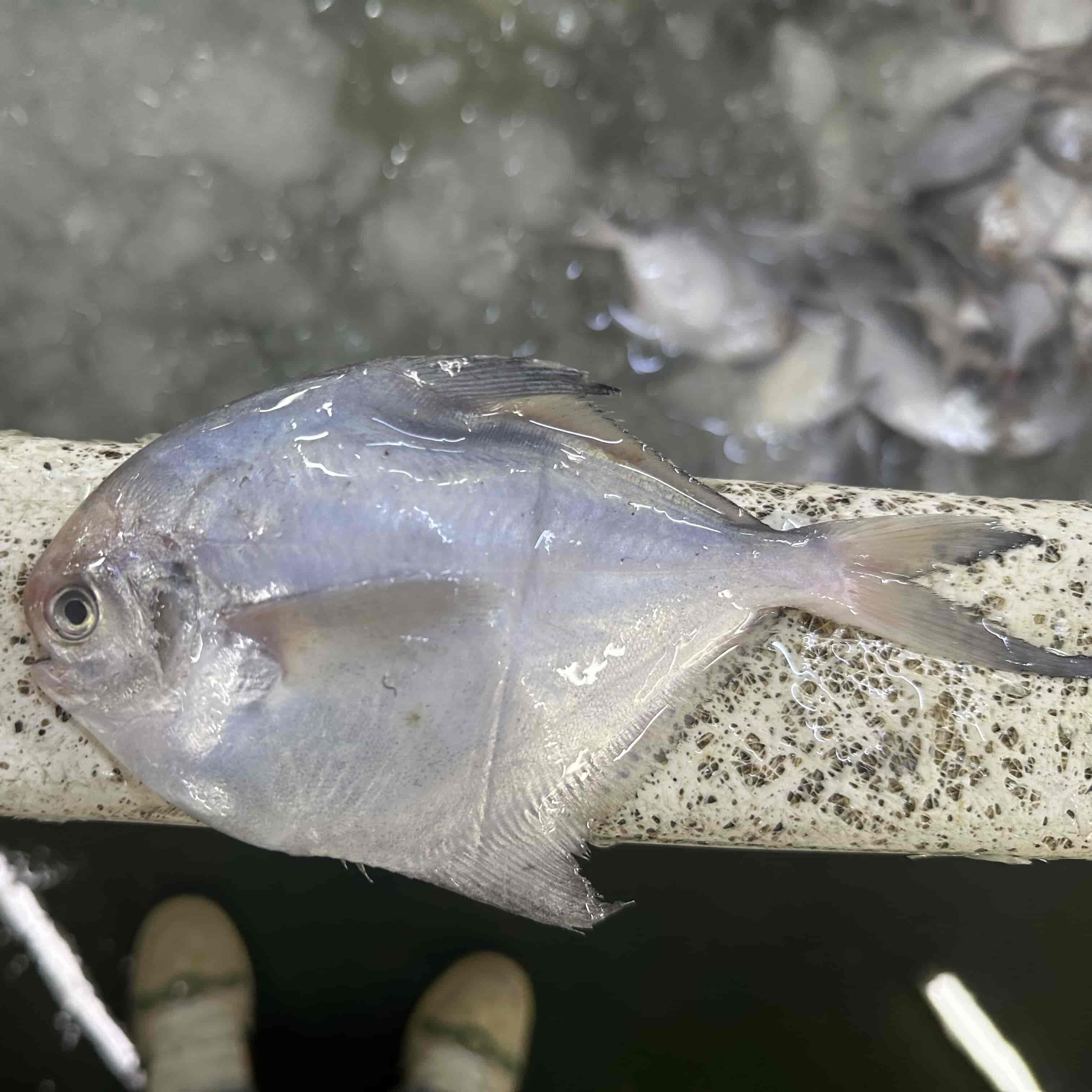 Frozen Whole White Pomfret
