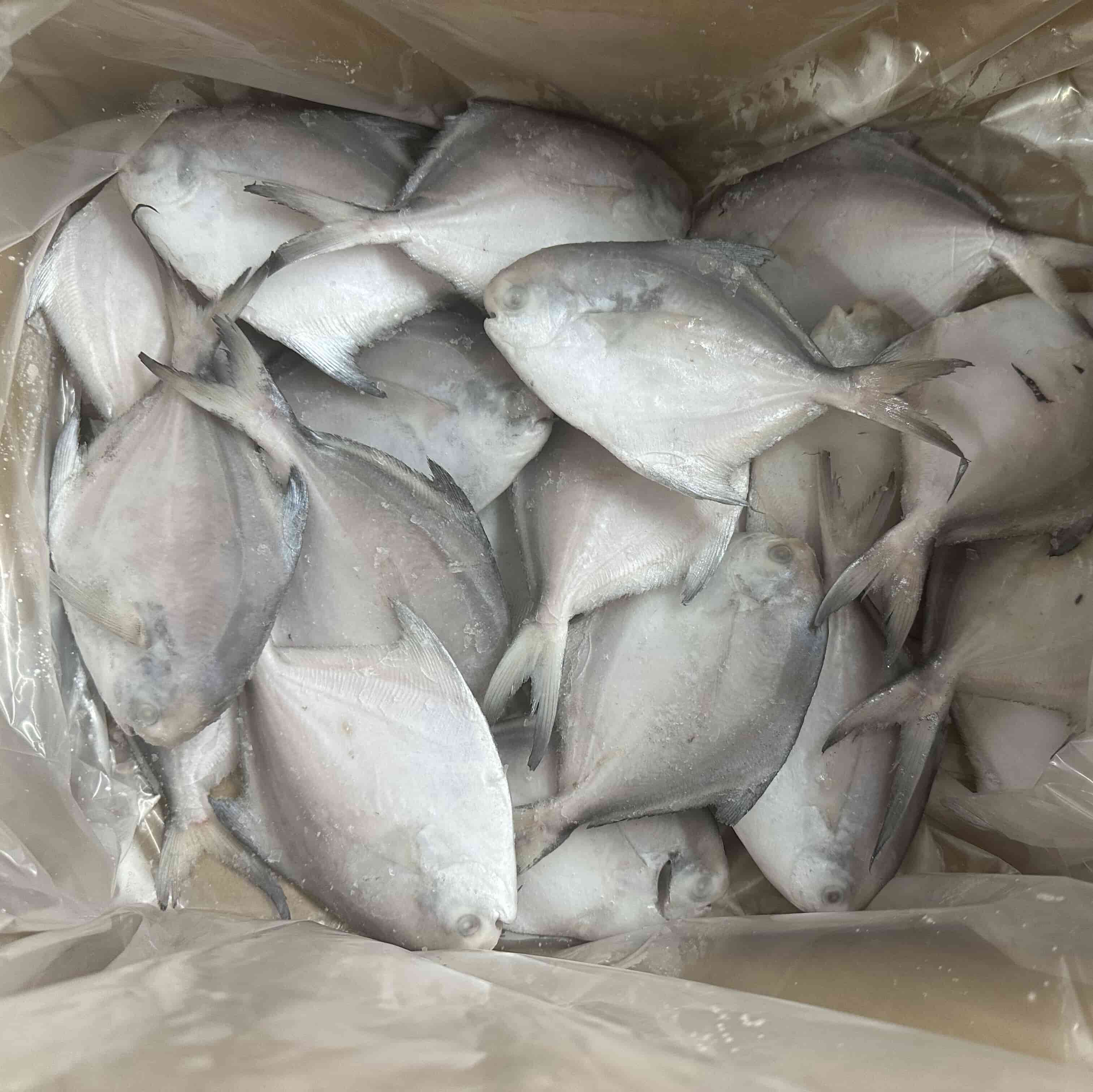 Frozen Whole White Pomfret