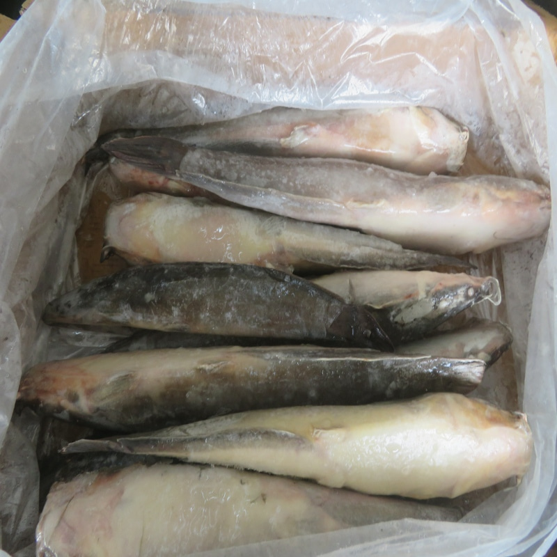 IQF Frozen Catfish Whole Round