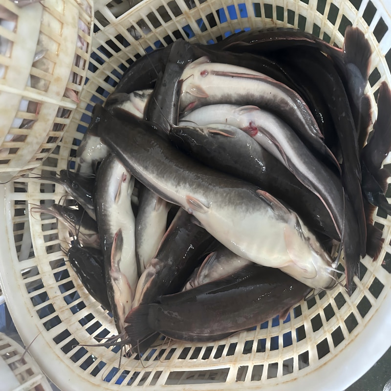 IQF Frozen Catfish Whole
