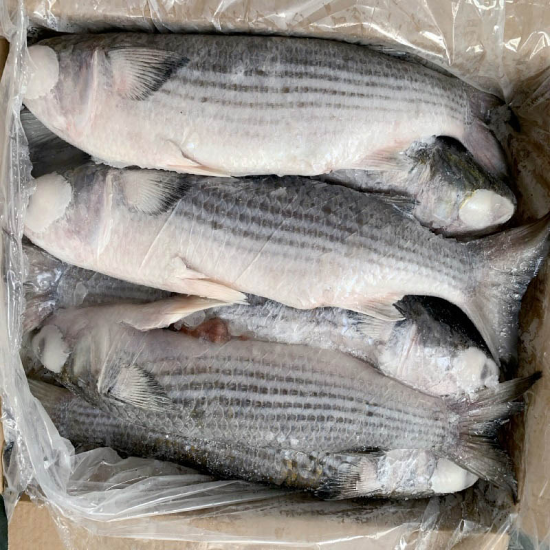 Frozen Mullet Factory China