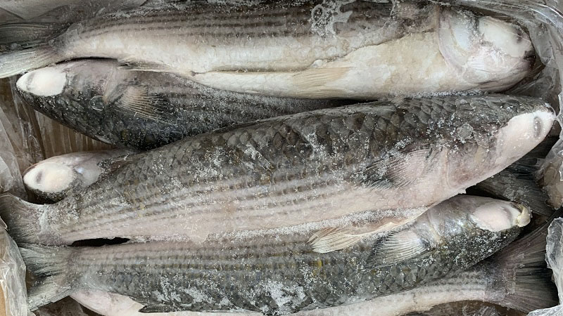 Frozen Mullet Factory China