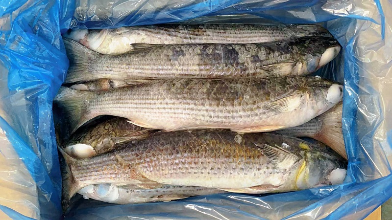 Gutted Mullet Fish