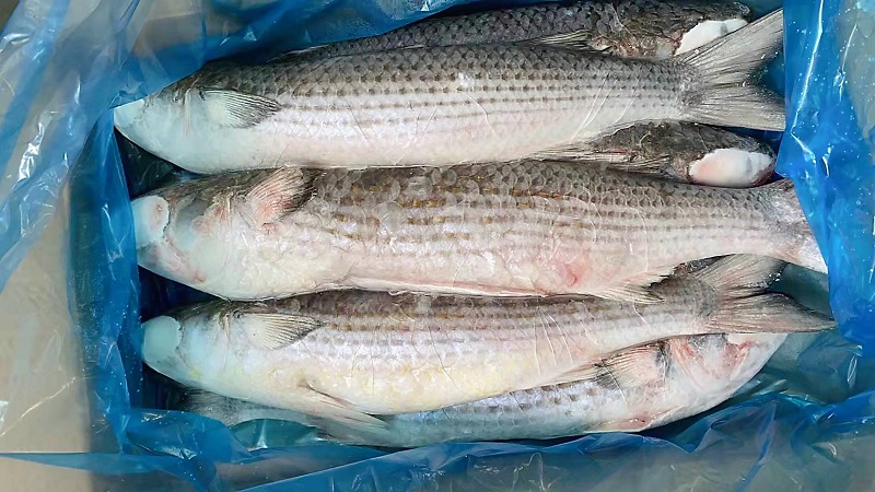 Frozen Eviscerated Mullet Fish