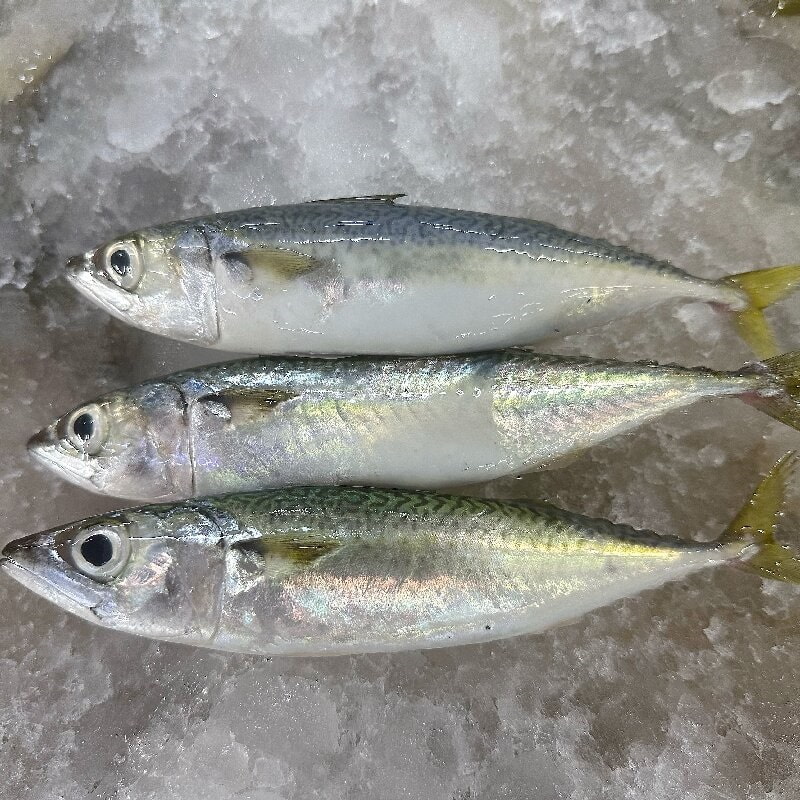 Premium Quality Frozen Mackerel