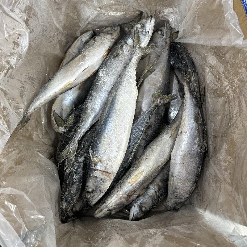 Premium Frozen Whole Mackerel