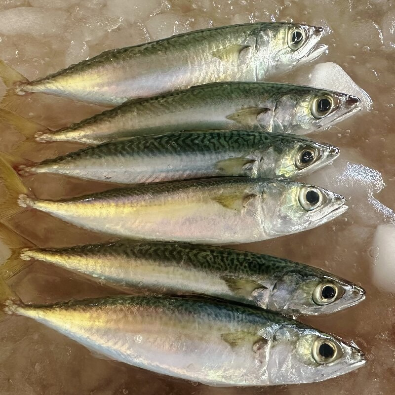 Premium Frozen Whole Mackerel
