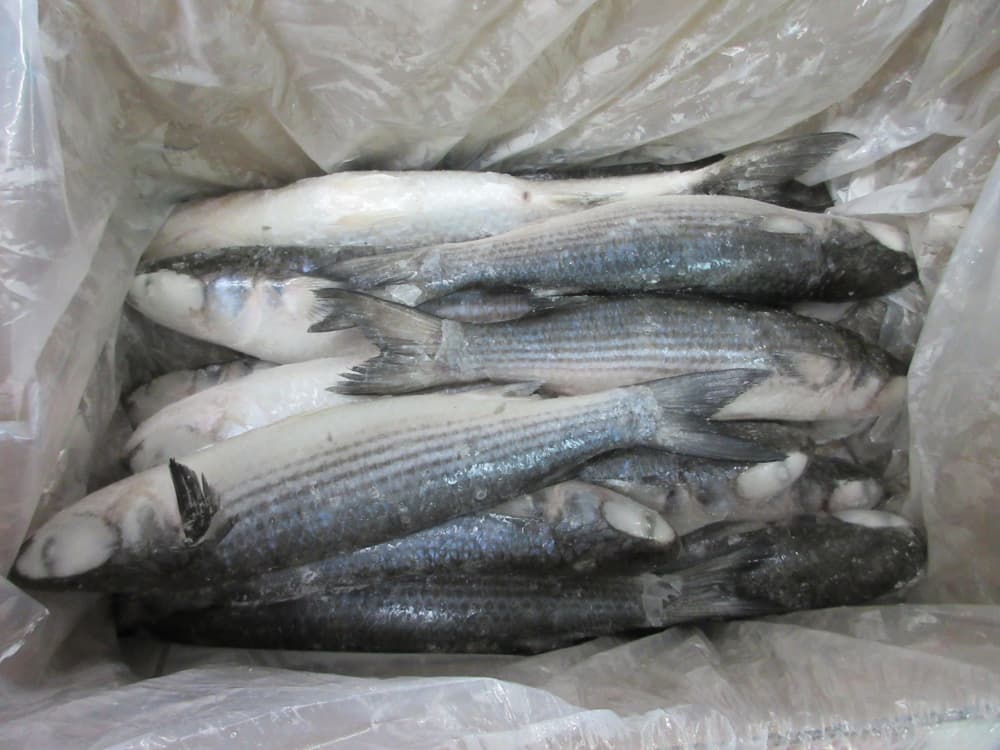 IQF Frozen Grey Mullet Wholesale