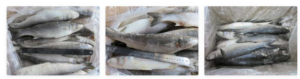 IQF Frozen Eviscerated Mullet