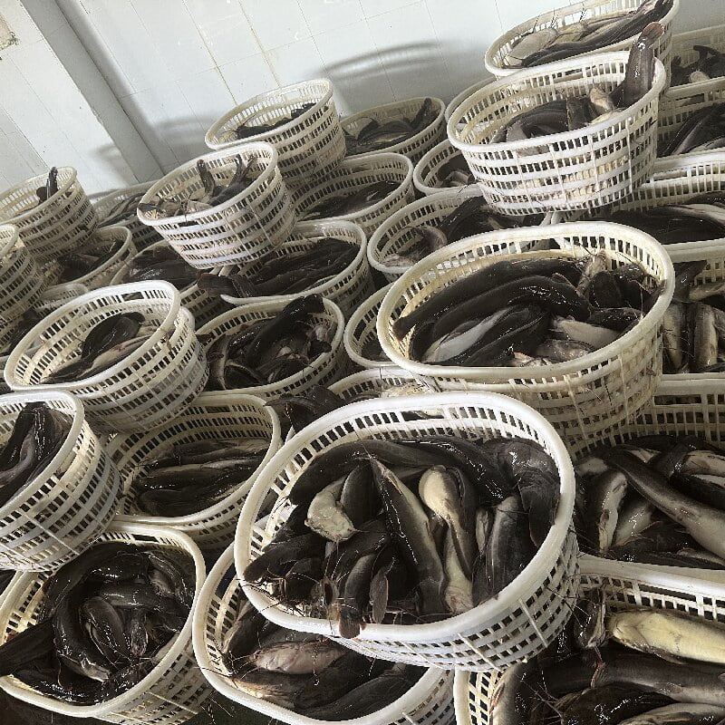 Wholesale IQF Frozen Catfish Whole Round & HGT