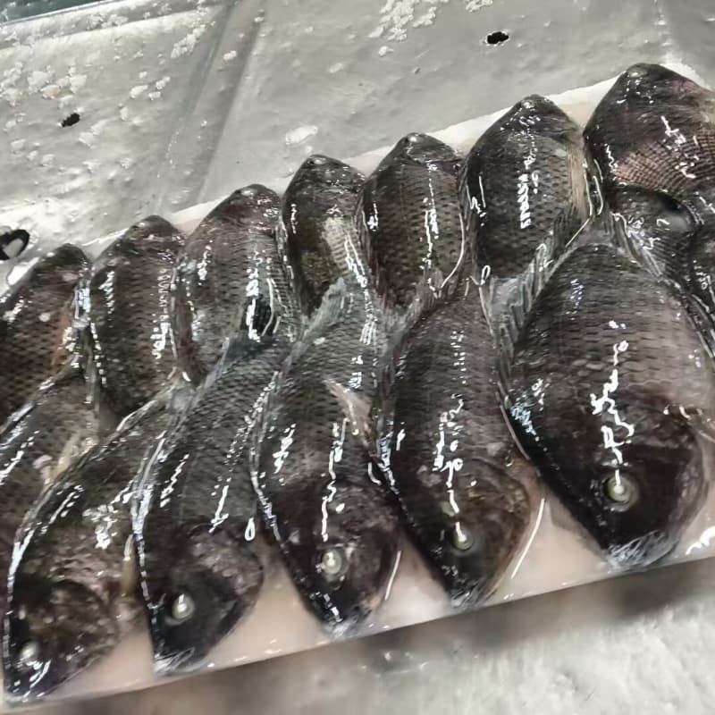 bulk frozen whole tilapia