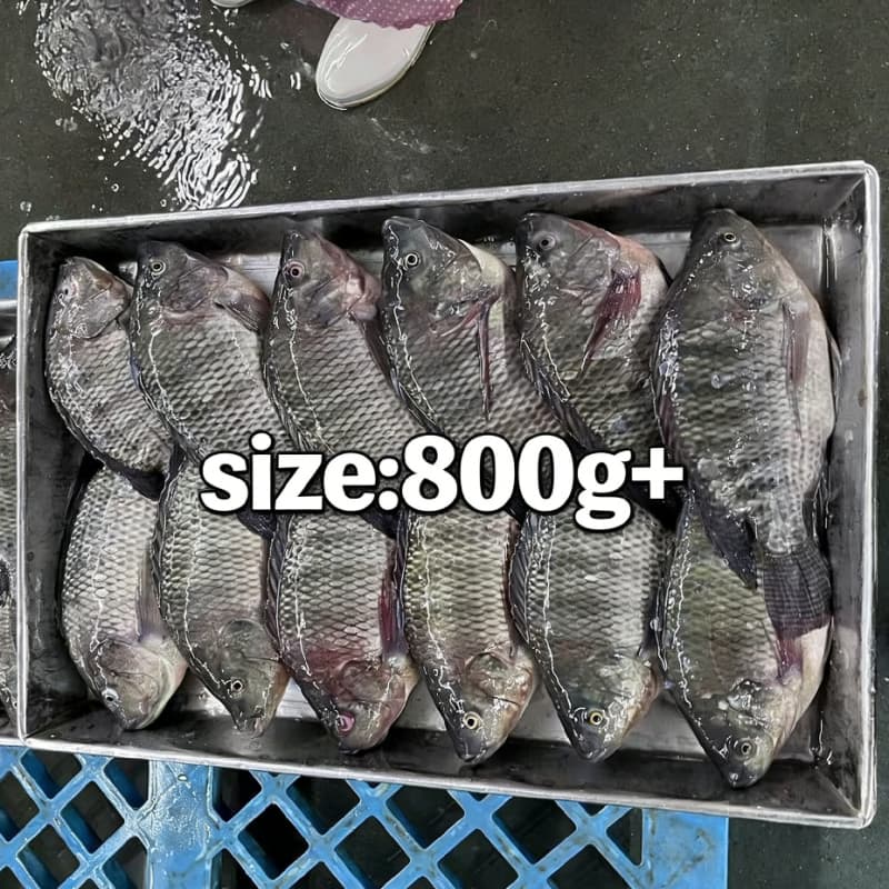 bulk frozen whole tilapia