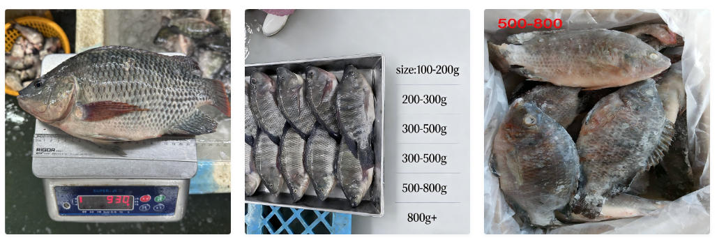 Wholesale Frozen Whole Tilapia Fish