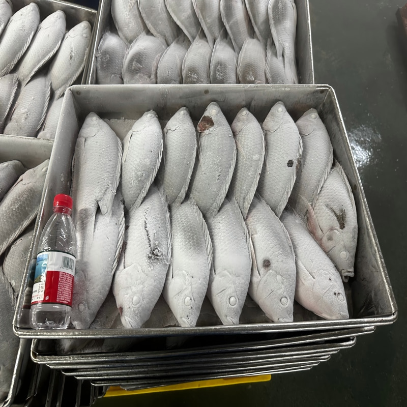 Frozen Whole Tilapia Fish