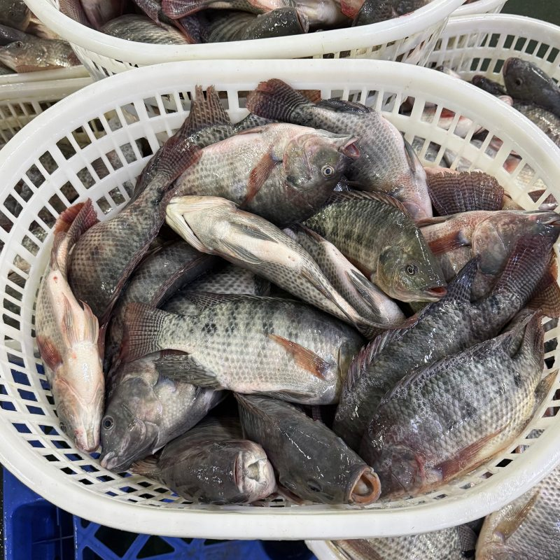 Bulk frozen tilapia whole&nbsp;
