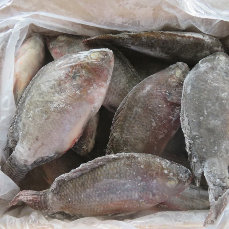 Wholesale Frozen Whole Tilapia Fish Wholesale Frozen Whole Tilapia Fish